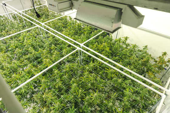 Marijuana plants in a cannabis grow warehouse, paid for with a cannabis business loan